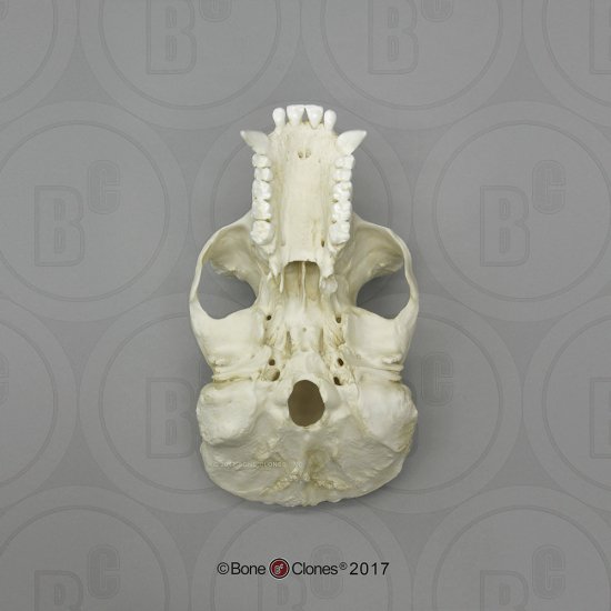 エイプ東ローランド ゴリラ オス 骨格標本 レプリカ 頭蓋骨 サル 