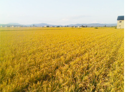 九州　お米　ヒノヒカリ　米畑