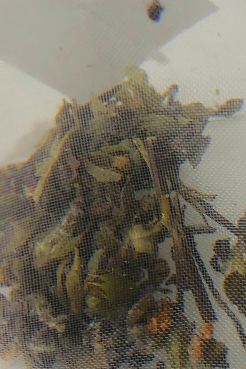 割引特価 ✴︎3個セット✴︎神目箒茶RAMAラーマ種(ホーリーバジルティー・トゥルシーティー)