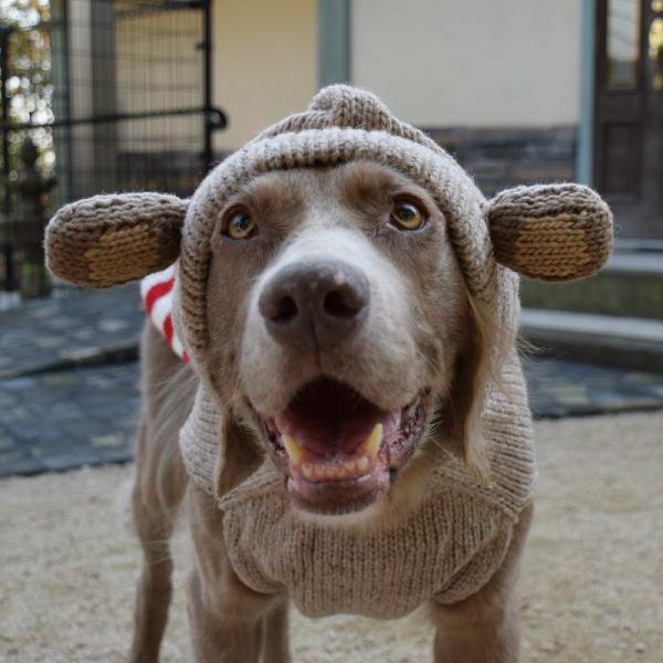 【Chilly Dog Sweaters】ウール100% ドッグセーター　Monkey Hoodie Dog Sweater 
