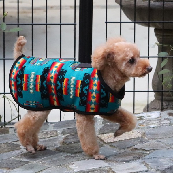 Chilly dog outlet coat