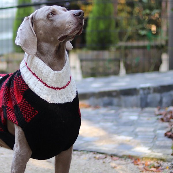 《会員様限定割引き対象商品》【Chilly Dog Sweaters】ウール100% ドッグセーター　Buffalo Plaid Dog Sweater