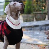 Chilly Dog Sweatersۥ100% ɥåBuffalo Plaid Dog Sweater