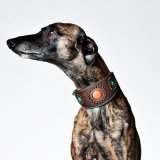 Dog With a MissionDWAM ܳɥå顼 (SAMMY Greyhound) 쥿ѥåOK