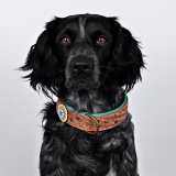 Dog With a MissionDWAM ܳɥå顼 (PHOENIX) 쥿ѥåOK