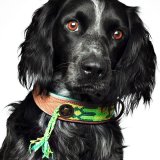 Dog With a MissionDWAM ܳɥå顼 (CACTUS) 쥿ѥåOK