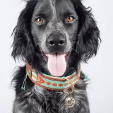 Dog With a MissionDWAM ܳɥå顼 (PADDY LEE) 쥿ѥåOK