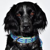 Dog With a MissionDWAM ܳɥå顼 (BLUE) 쥿ѥåOK