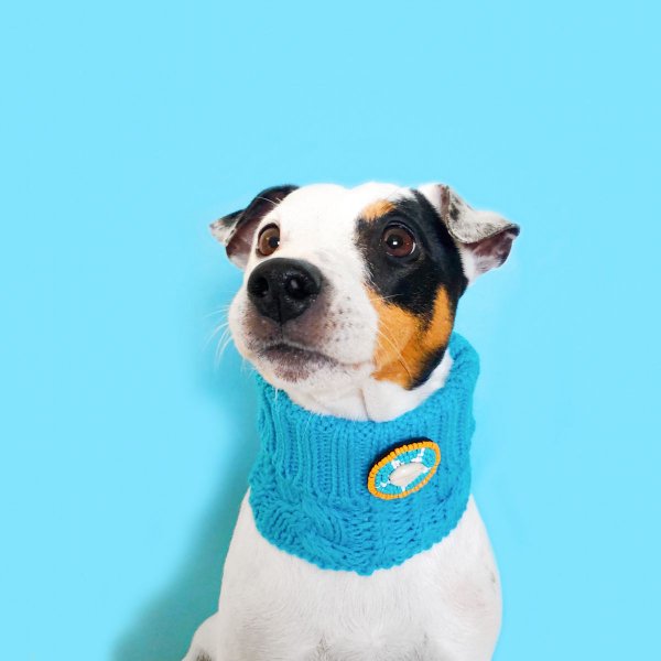 Dog With a MissionDWAM ɥå̡ (COLLIN) 