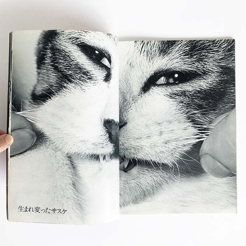 VIVA! SASUKE by Masahisa Fukase *signedビバ！！サスケ 子猫の風景・キャットライフ別冊 深瀬昌久 *署名本 -  古本買取 2手舎/二手舎 nitesha 写真集 アートブック 美術書 建築