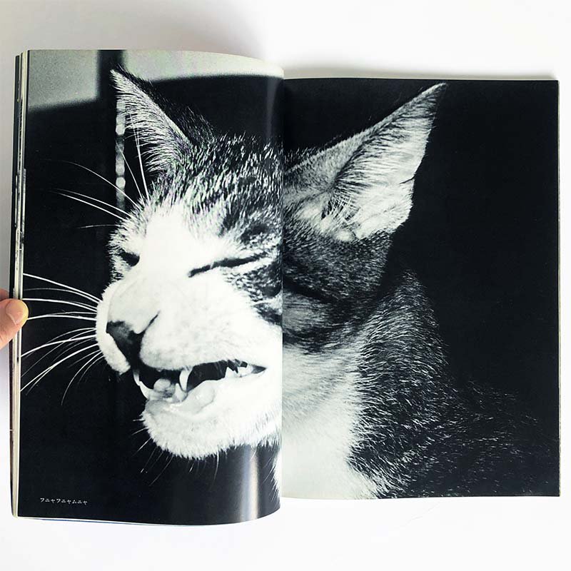 VIVA! SASUKE by Masahisa Fukase *signedビバ！！サスケ 子猫の風景・キャットライフ別冊 深瀬昌久 *署名本 -  古本買取 2手舎/二手舎 nitesha 写真集 アートブック 美術書 建築