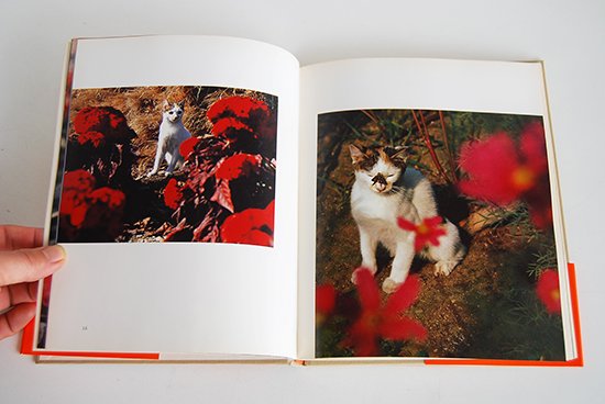 猫の麦わら帽子 深瀬昌久 写真集 THE STRAWHAT CAT Masahisa Fukase - 古本買取 2手舎/二手舎 nitesha 写真集  アートブック 美術書 建築