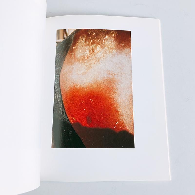Horses and Dogs Photographs by William Eggleston - 古本買取