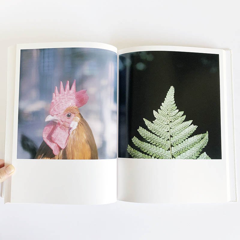 AILA First edition by RINKO KAWAUCHIアイーラ 初版 川内倫子 - 古本