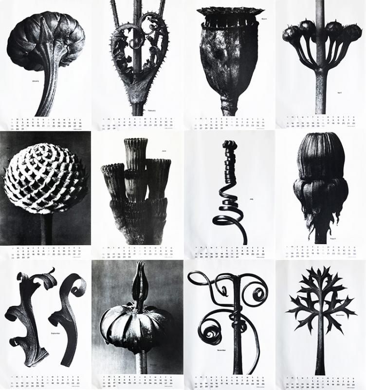 COMME des GARCONS calendar 1989 photographs by Karl Blossfeldt 