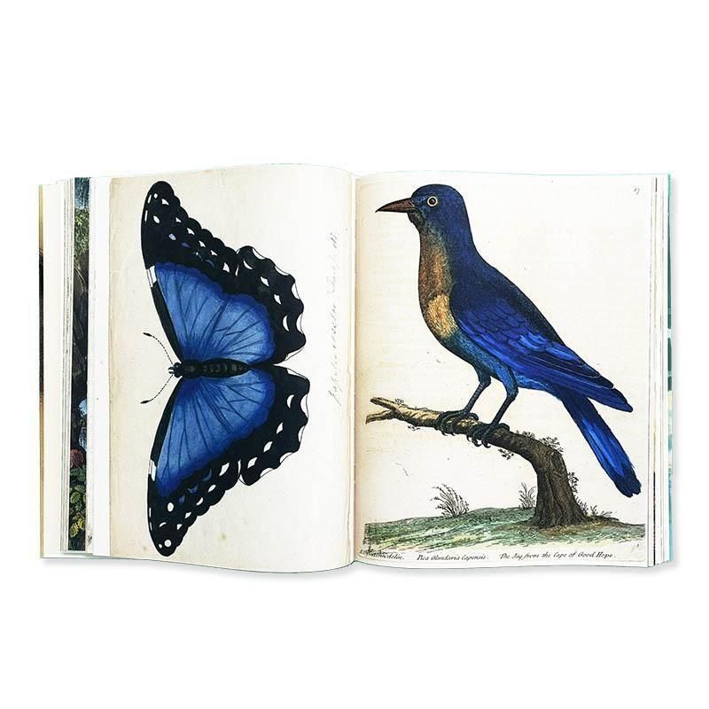 John Derian: JOHN DERIAN PICTURE BOOKジョン・デリアン - 古本