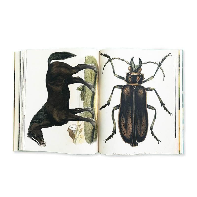 John Derian: JOHN DERIAN PICTURE BOOKジョン・デリアン - 古本