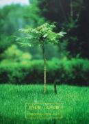 WALNUT TREE ISAMU WAKABAYASHI ߤμ ʳ DRAWING 1999-2003