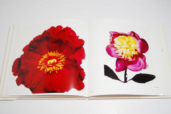 FLOWERS Irving Penn アーヴィング・ペン 写真集 - 古本買取 2手舎/二手舎 nitesha 写真集 アートブック 美術書 建築