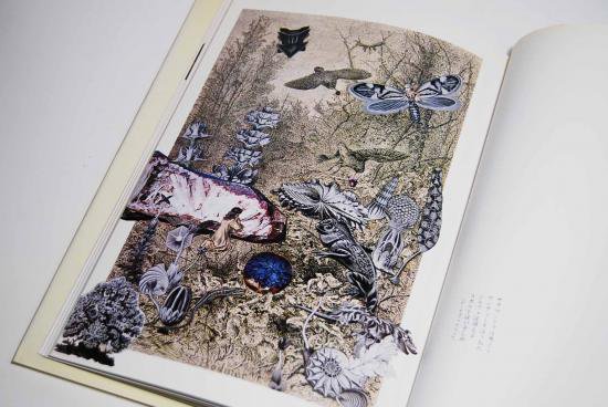 妖精たちの森 野中ユリ画集 文・澁澤龍彦 FOREST OF FAIRIES Yuri Nonaka - 古本買取 2手舎/二手舎 nitesha  写真集 アートブック 美術書 建築