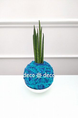 サンスベリア(虎の尾)のアート苔玉中 - deco＊deco フラワーショップ＆スクール 豊川市/豊橋市