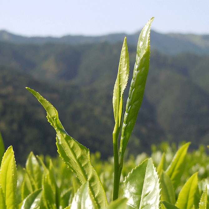 無農薬栽培の白川茶を直送します