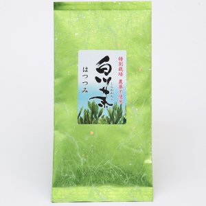 農薬不使用 特別栽培白川茶　はつつみ　100g　ゆうパケット対応