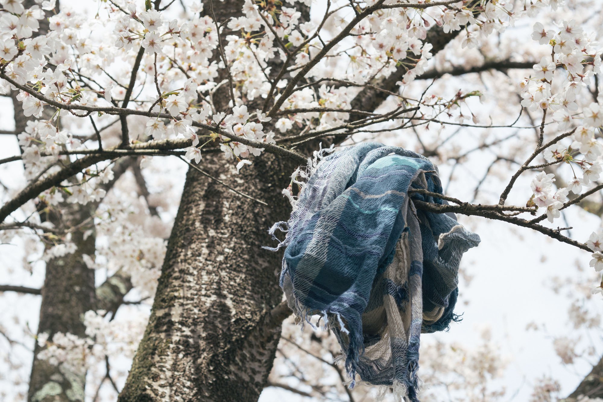 格安SALEスタート！ tamaki niime roots shawl BIG savingssafari.com