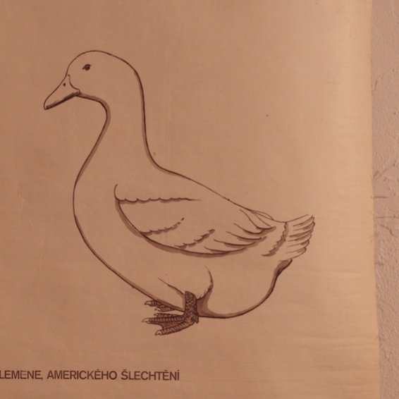 1960's vintage poster from Československo/duck