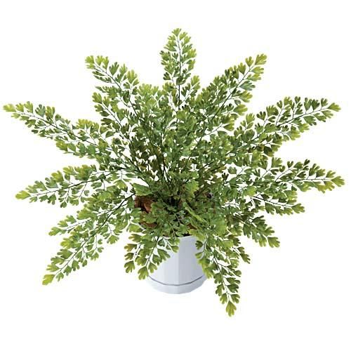 造花 観葉植物 鉢植え アジアンタムブッシュ 27 Lebu7641 フェイク グリーン 資材 フラワー アレンジメント 造花 観葉植物 鉢植え アジアンタムブッシュ 27 Lebu7641 フェイク グリーン 資材 フラワー アレンジメント