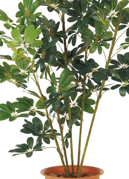 【緑花堂】造花・観葉植物　180cm カポックツリー　（カポックの木）　（LETR7623）