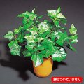 35cm イングリッシュアイビーブッシュ(64) [ONSLEBU7274]　人工観葉植物 フェイクグリーン 造花 装飾 インテリア