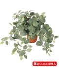 50cm フィットニアブッシュ(174) [ONSLEBU7619]　人工観葉植物 フェイクグリーン 造花 装飾 インテリア