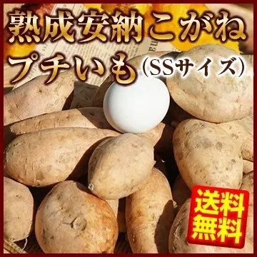 熟成安納こがねプチいも（SS） - お知らせ