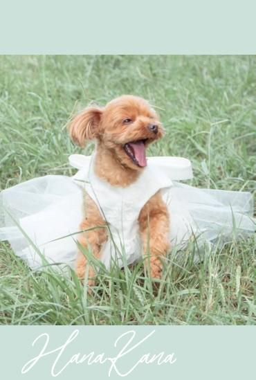犬服　ウェディングドレス風ワンピース　見本 犬服ウェディングドレス風ワンピースオーダー見本