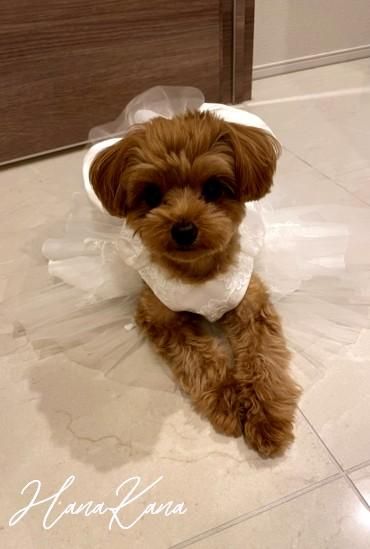 犬服ウェディングドレス風ワンピースオーダー見本