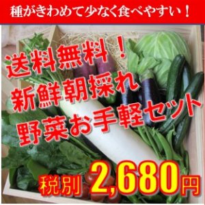 送料無料 新鮮朝採れ野菜お手軽セット 魚通販伝説 高知県室戸市のお取り寄せグルメ