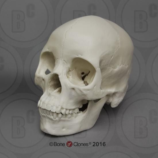 アジア人女性頭蓋骨模型 Bone Style アジア人女性頭蓋骨模型 Bone Style