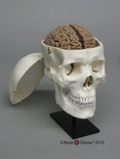 脳模型付アジア人男性頭蓋骨模型 - Bone Style