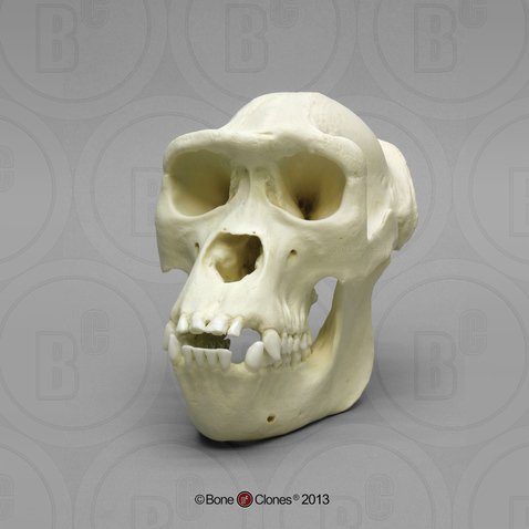 ニシローランドゴリラ 頭蓋骨模型 - Bone Style