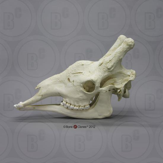 キリン 頭蓋骨模型 Bone Style