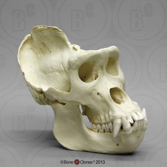 ゴリラ 頭蓋骨模型 - Bone Style