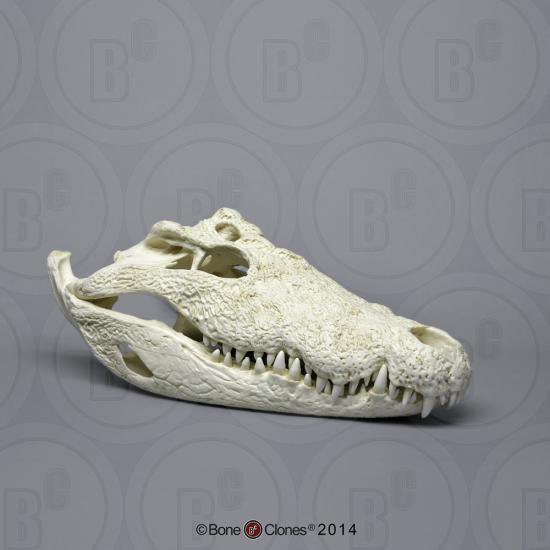 ナイルワニ　頭蓋骨模型 - Bone Style