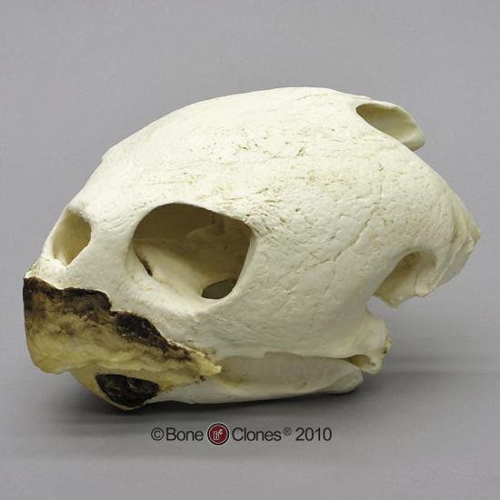 アオウミガメ　頭蓋骨模型 - Bone Style