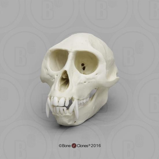 サバンナモンキー 頭蓋骨模型 Bone Style サバンナモンキー 頭蓋骨模型 Bone Style