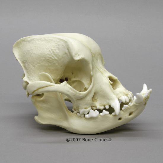 ブルドッグ 頭蓋骨模型 Bone Style