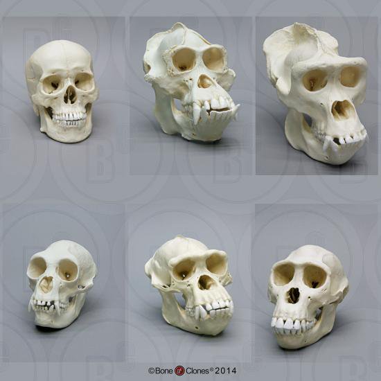 オランウータン オス ボルネオ 骨格標本 レプリカ 頭蓋骨 サル スカル-