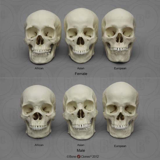 欧州人 アジア人 アフリカ人男女成人頭蓋骨模型セット Bone Style 欧州人 アジア人 アフリカ人男女成人頭蓋骨模型セット Bone Style