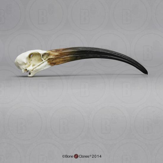 アフリカクロトキ　頭骨模型 - Bone Style