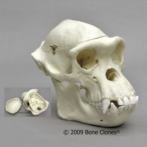 14,500円チンパンジー　オス　骨格標本　レプリカ　頭蓋骨　サル　スカル